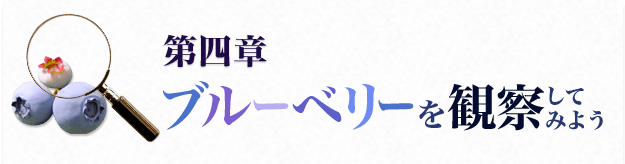 第四章 ブルーベリーを観察してみよう