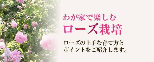 ローズの育て方 わかさ生活 世界の素材発見
