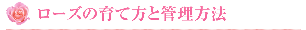 ローズの育て方と管理方法