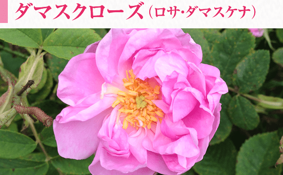 ダマスクローズ