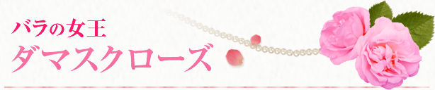 バラの女王ダマスクローズ