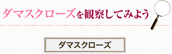 ダマスローズを観察してみよう